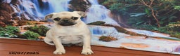 Pug dogs for sale: Wee Willy Winkie - Ad 6