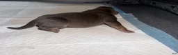American Bully dogs for sale: Mack - Ad 3