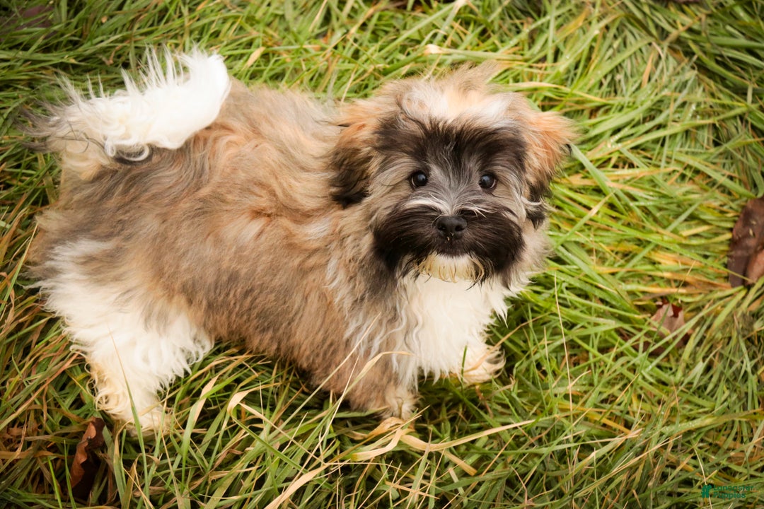 Havanese dogs for sale: Hoosier - Ad 2