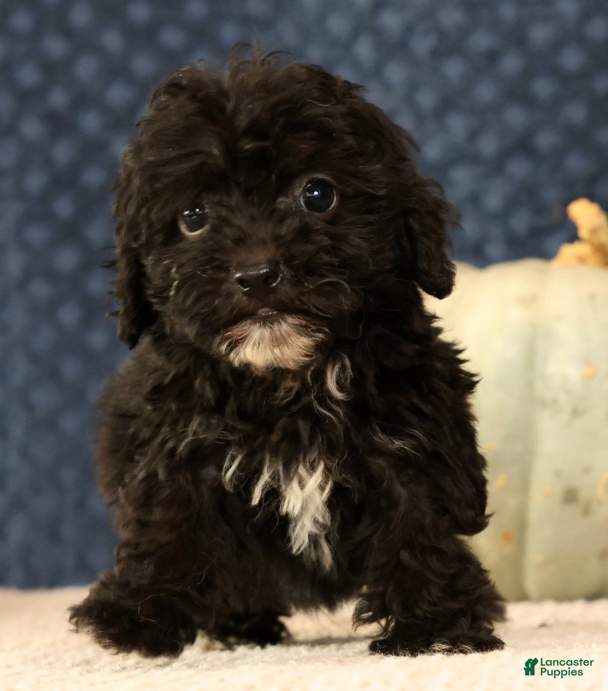Havapoo dogs Koby - Ad 2
