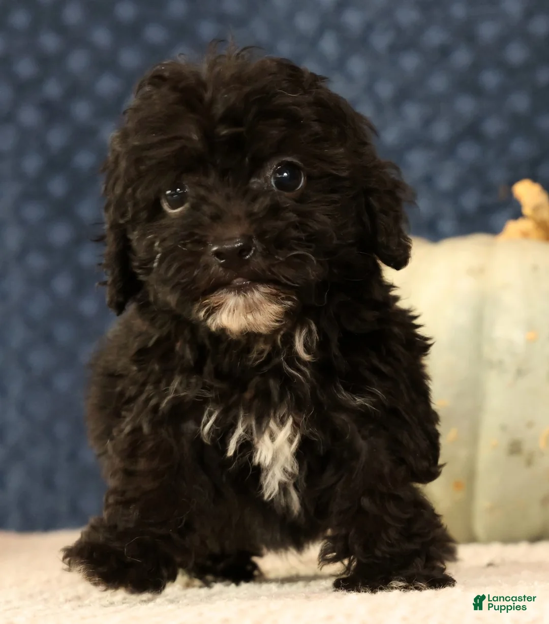 Havapoo dogs for sale: Koby - Ad 2