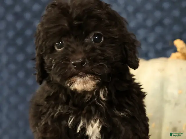Havapoo dogs for sale: Koby - Ad 2