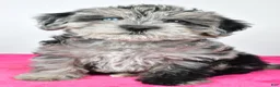 Yorkiepoo dogs for sale: Laci - Ad 3