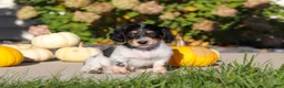 Dachshund dogs for sale: Lily - Ad 6