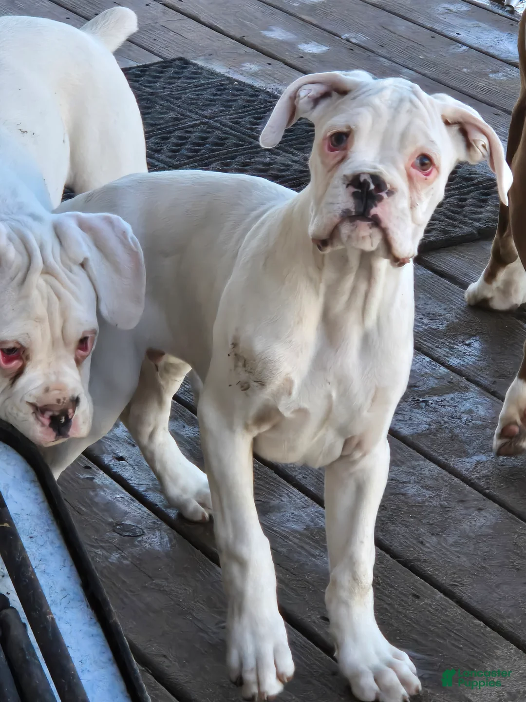 Boxer dogs for sale: Pete - Ad 2