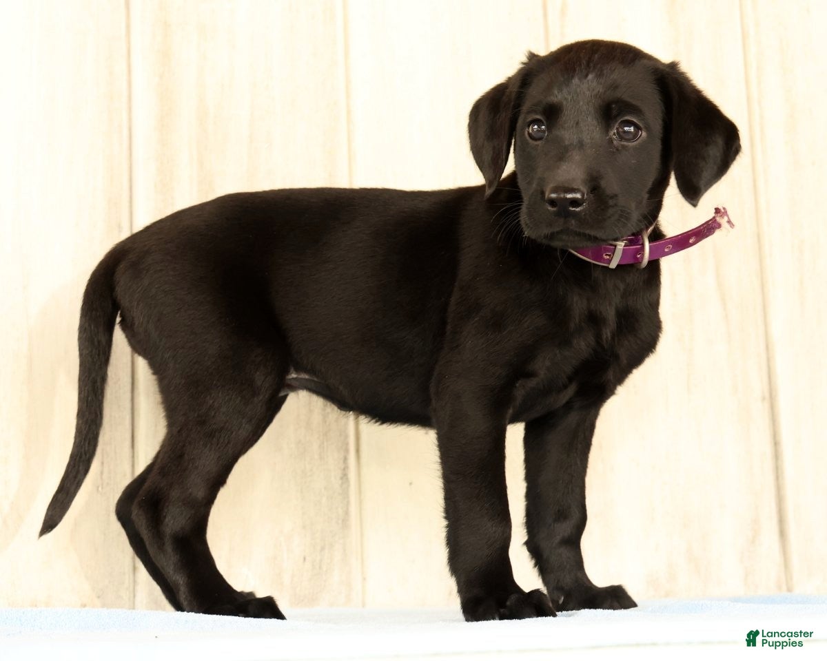Labrador Retriever dogs Bravely - Ad 1