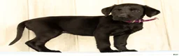 Labrador Retriever dogs for sale: Bravely - Ad 1
