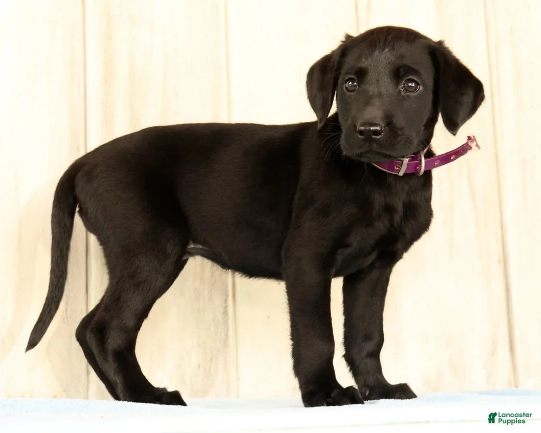 Labrador Retriever dogs for sale: Bravely - Ad 1