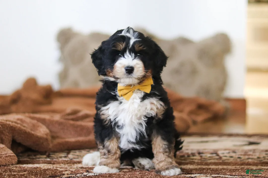 Mini Bernedoodle dogs for sale: Bruce - Ad 2