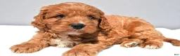 Cavapoo dogs for sale: Vance - Ad 1