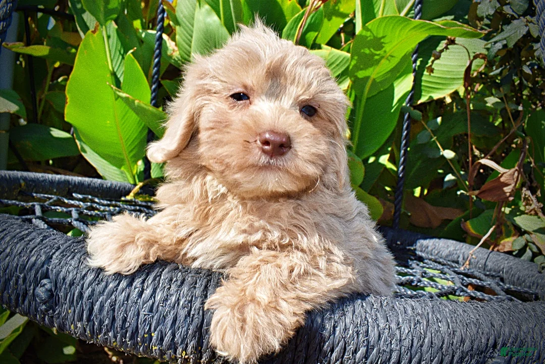 Havapoo dogs for sale: Ozzie - Ad 2