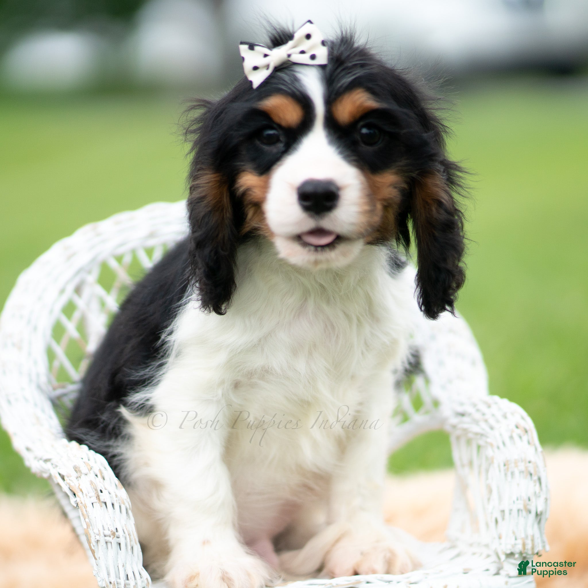 Cavalier King Charles Spaniel dogs Emmett - Ad 8