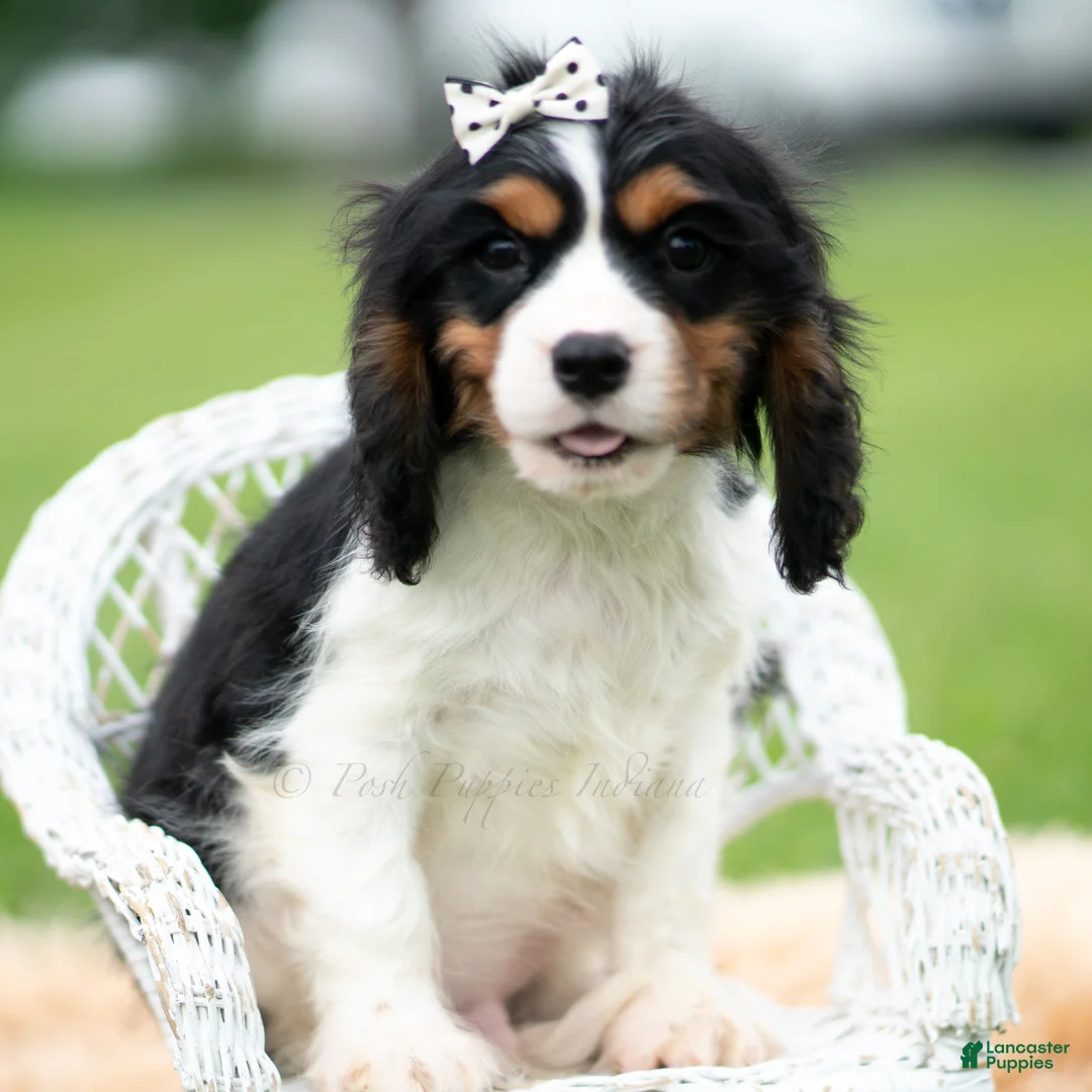 Cavalier King Charles Spaniel dogs for sale: Emmett - Ad 1