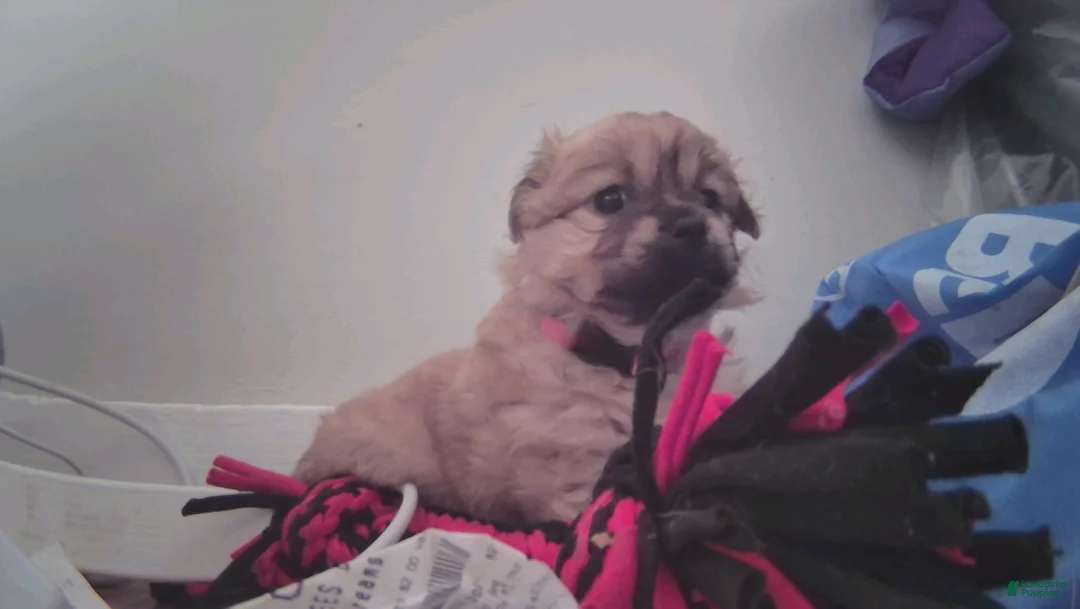 Mixed Breed dogs for sale: Baby Eva - Ad 2