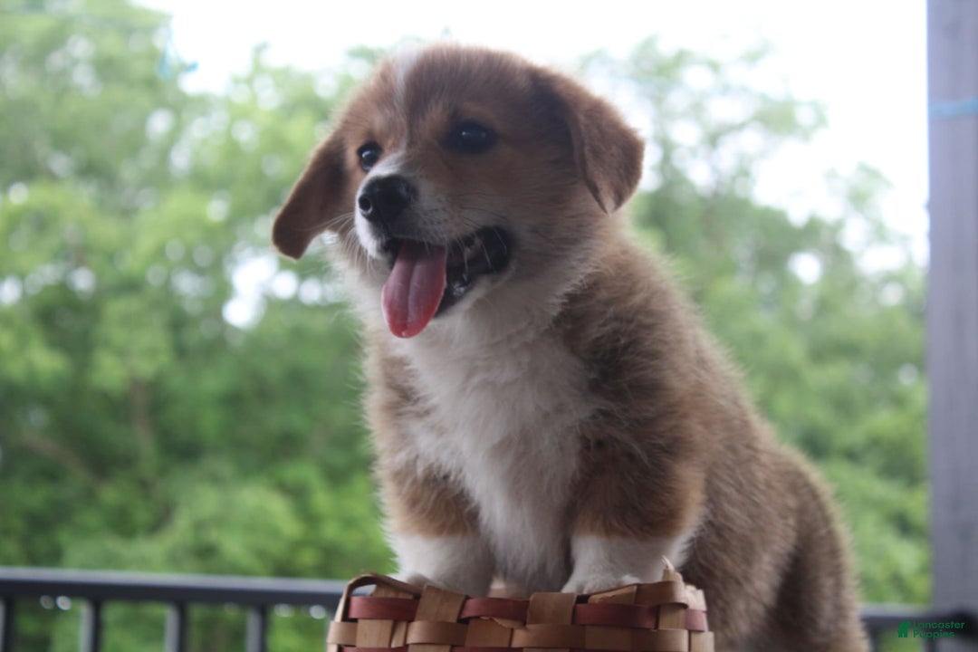 Welsh Corgi Pembroke dogs for sale: Hersey - Ad 1