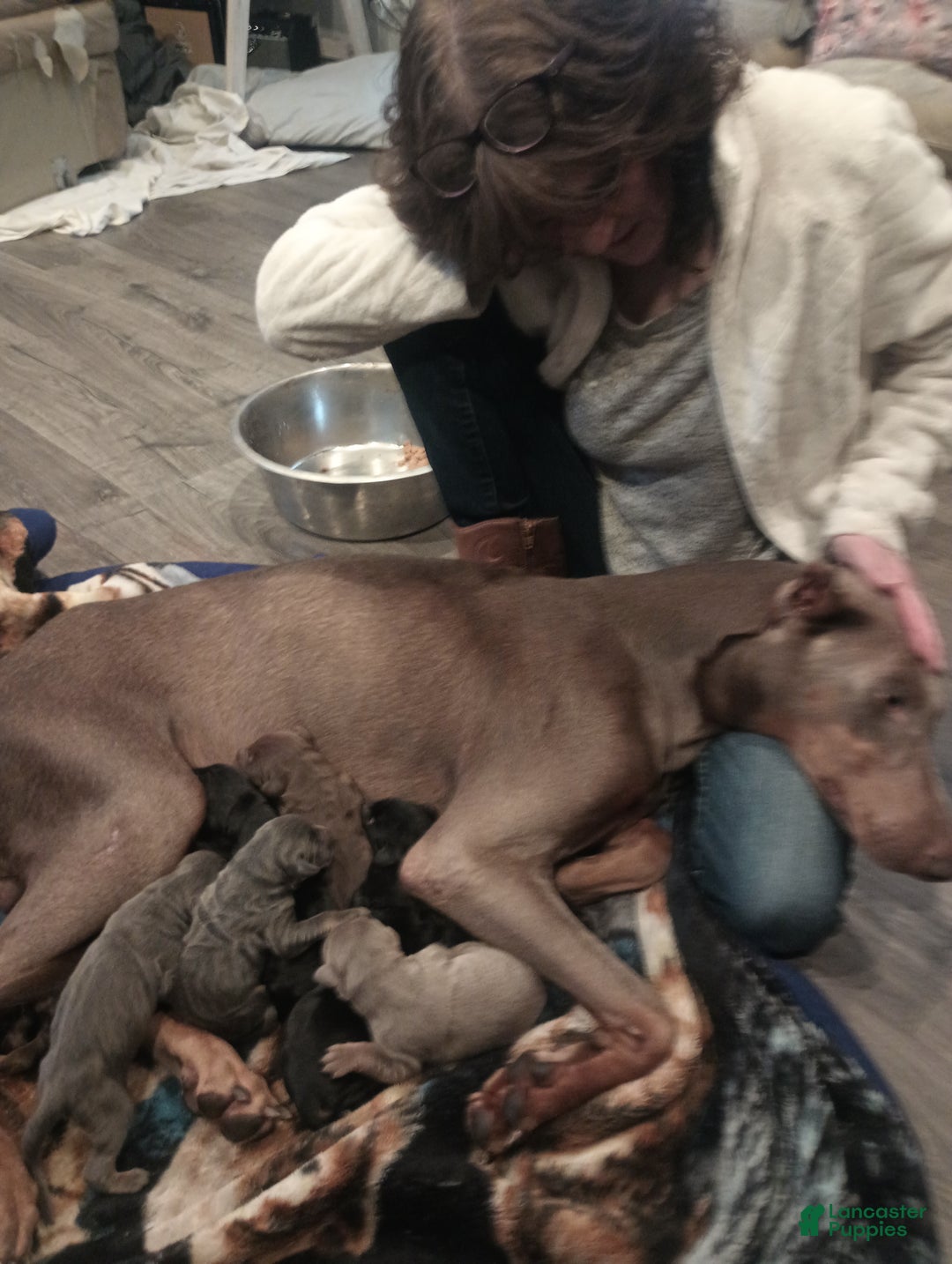 Doberman Pinscher dogs for sale: Princess  - Ad 9