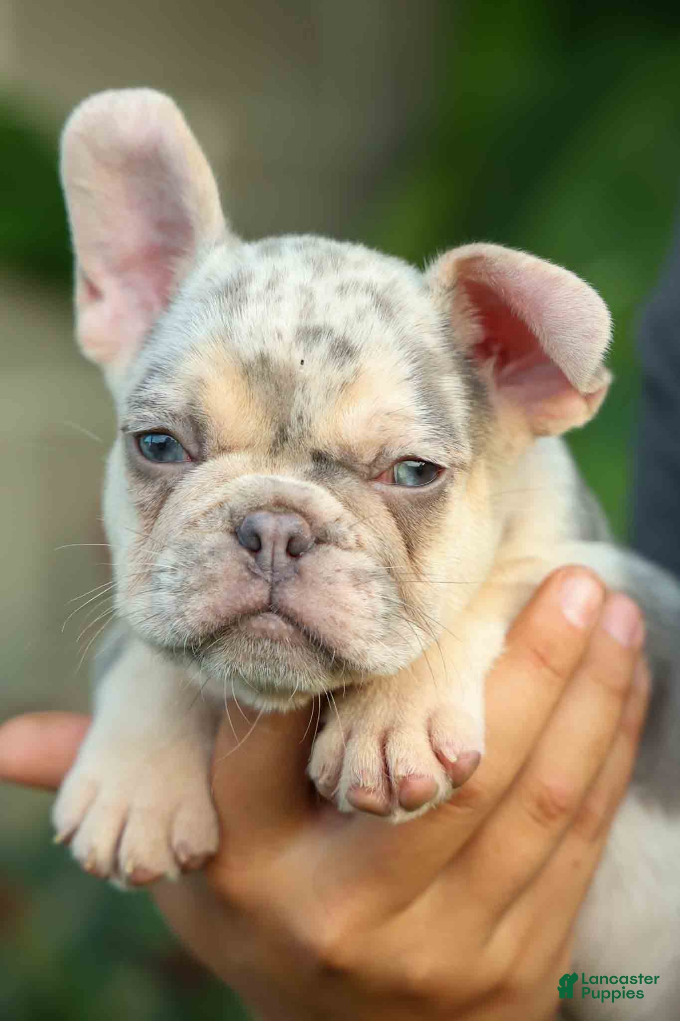 French Bulldog dogs Spencer 🐾 - Ad 1