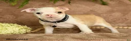 Boston Terrier dogs for sale: Mickey - Ad 2