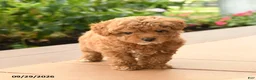 Toy Poodle dogs for sale: Remy - Ad 3