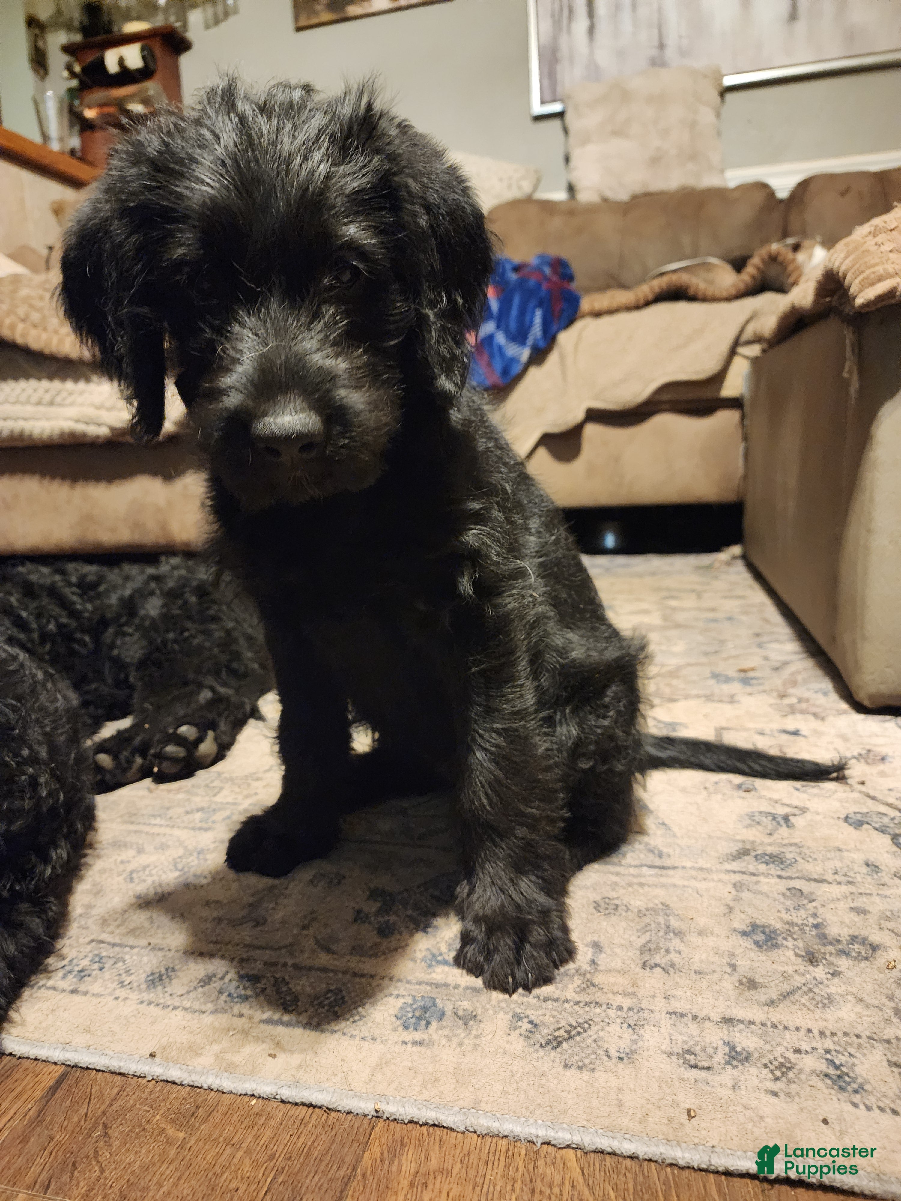 Labradoodle dogs for sale: Labradoodle green collar - Ad 2