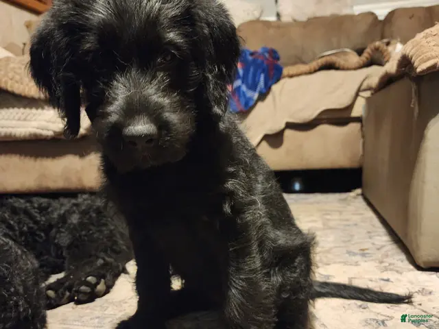 Labradoodle dogs for sale: Labradoodle green collar - Ad 2
