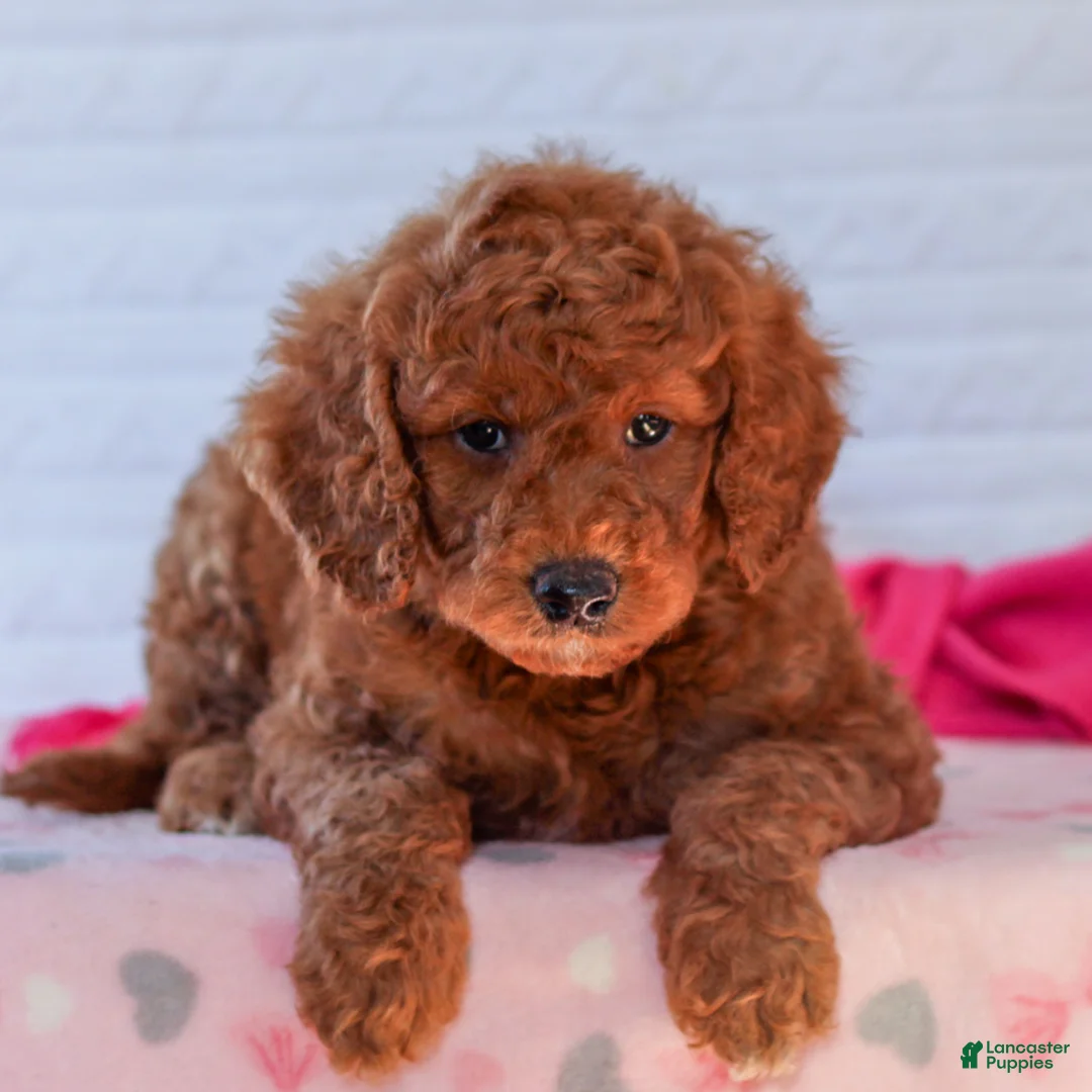 Mini Goldendoodle dogs for sale: Jet  - Ad 1