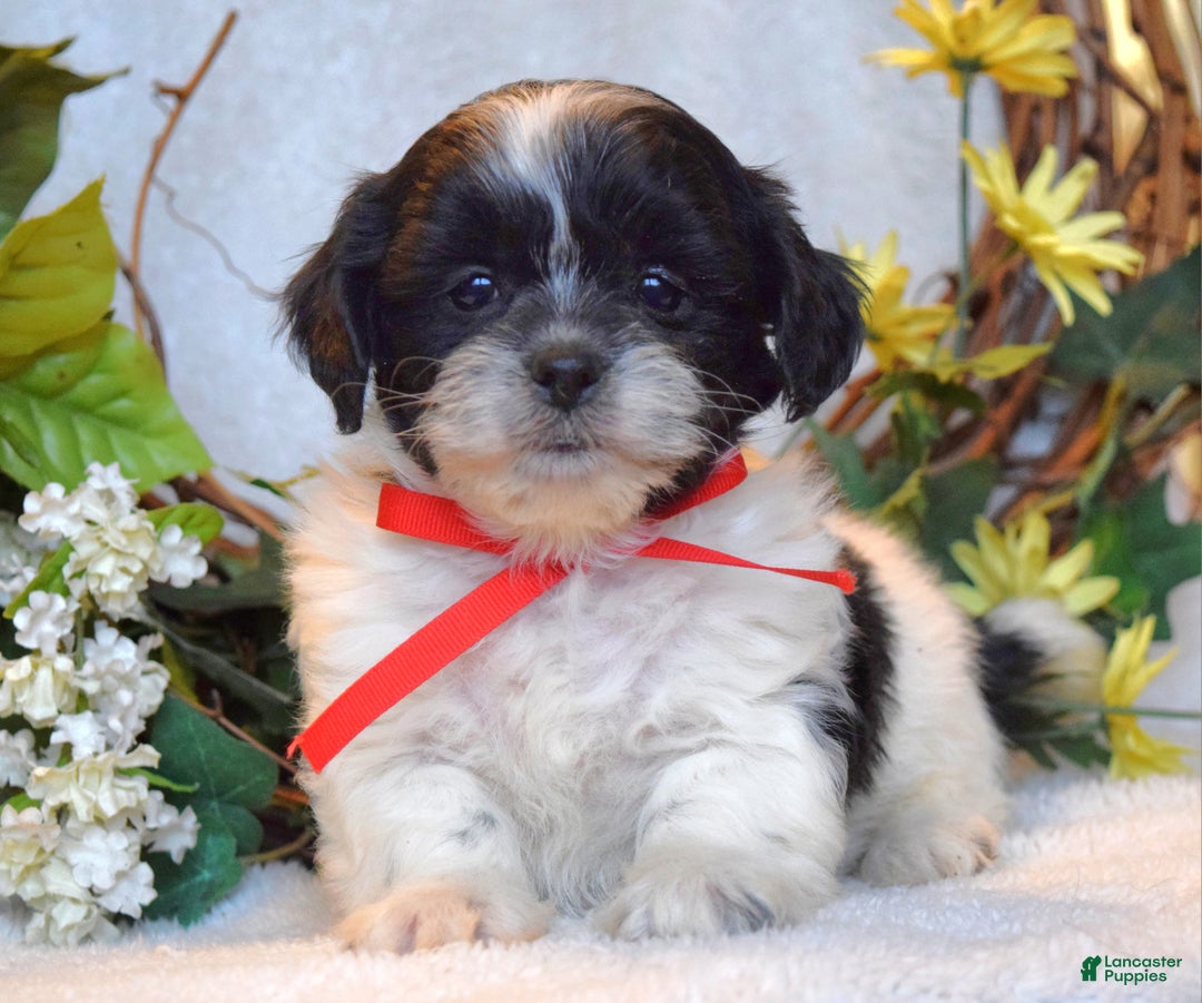 Teddy Bear dogs for sale: Bailey - Ad 4