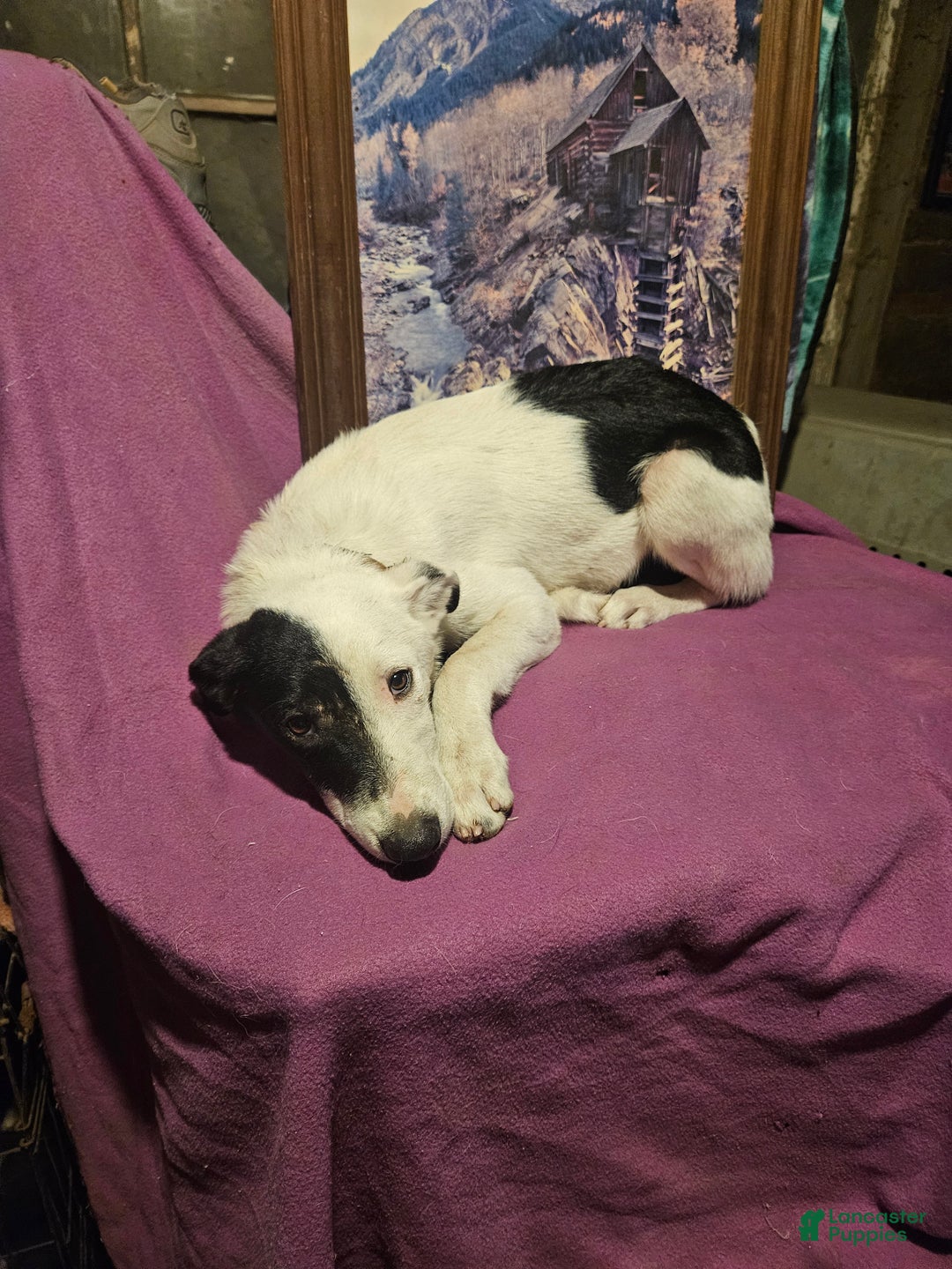 Border Collie dogs for sale: Dreami (Runt) - Ad 41