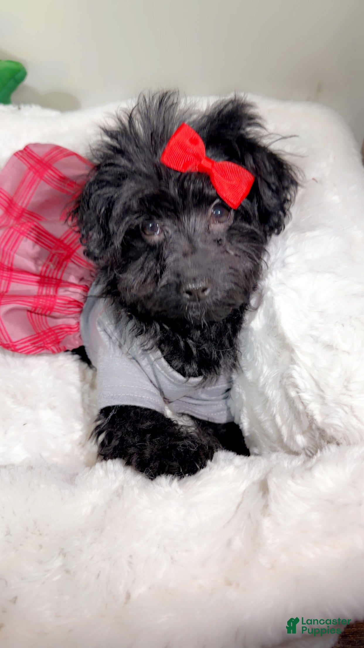 Yorkiepoo dogs Zara  - Ad 32