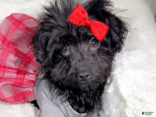 Yorkiepoo dogs Zara - Ad 32