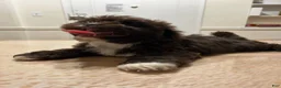 Shih Tzu dogs for sale: Andy - Ad 1