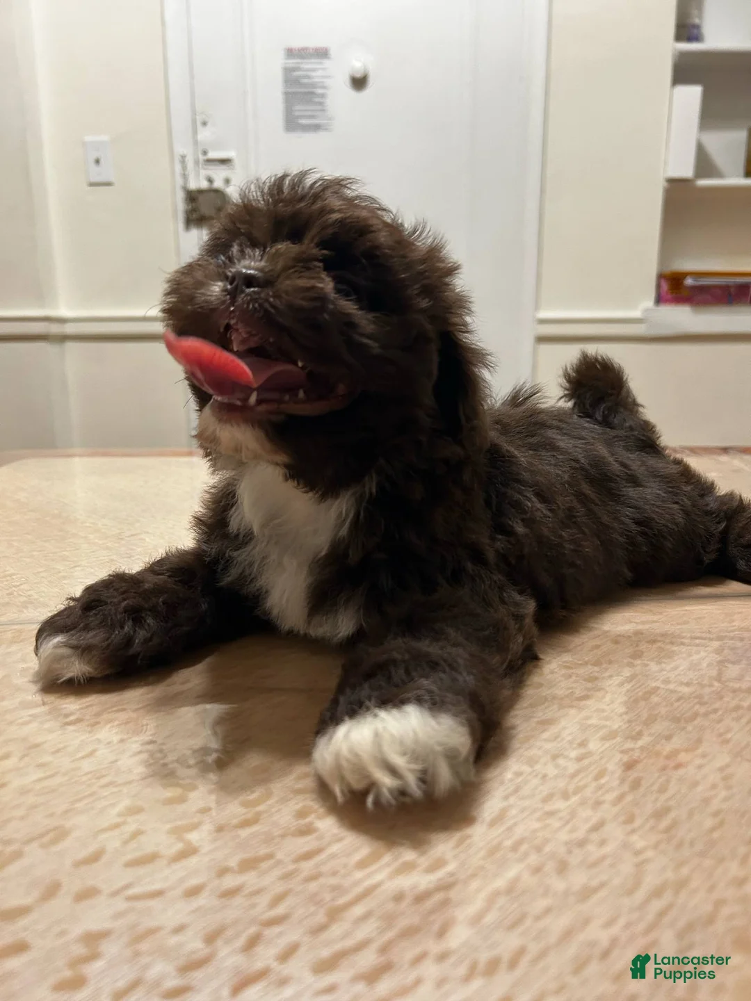 Shih Tzu dogs for sale: Andy - Ad 1