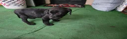 Labrador Retriever dogs for sale: Labrador Retriever Puppy 4 - Ad 4