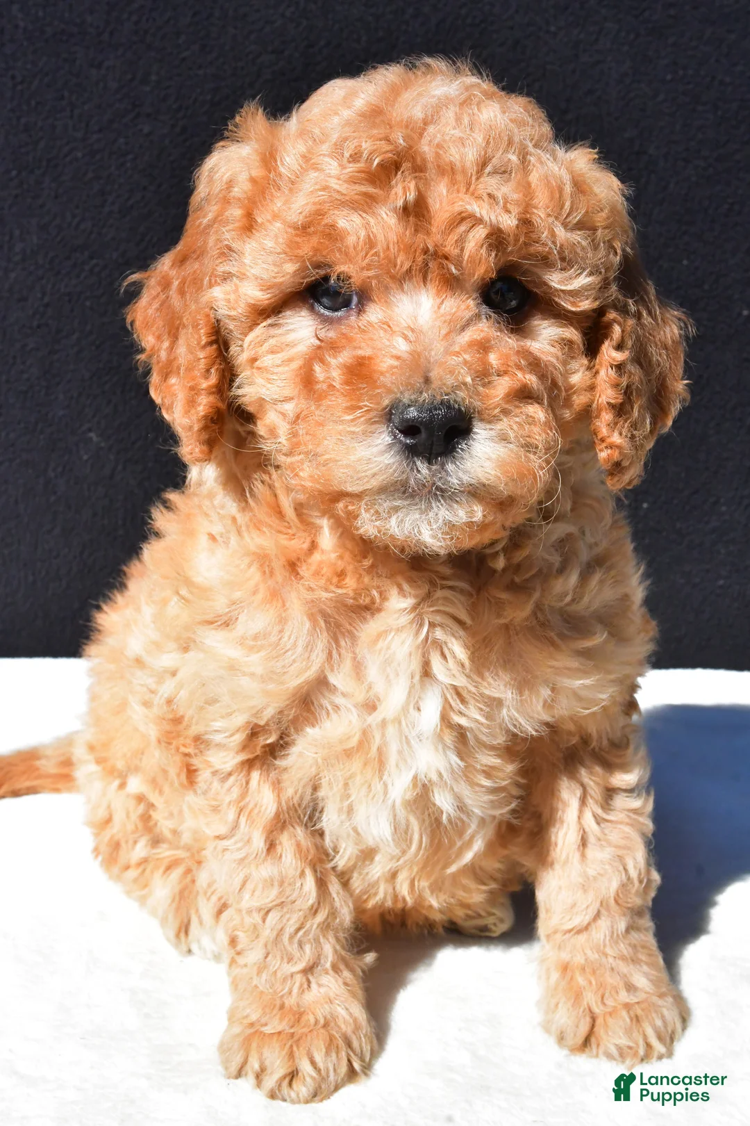 Mini Goldendoodle dogs for sale: Theo - Ad 1