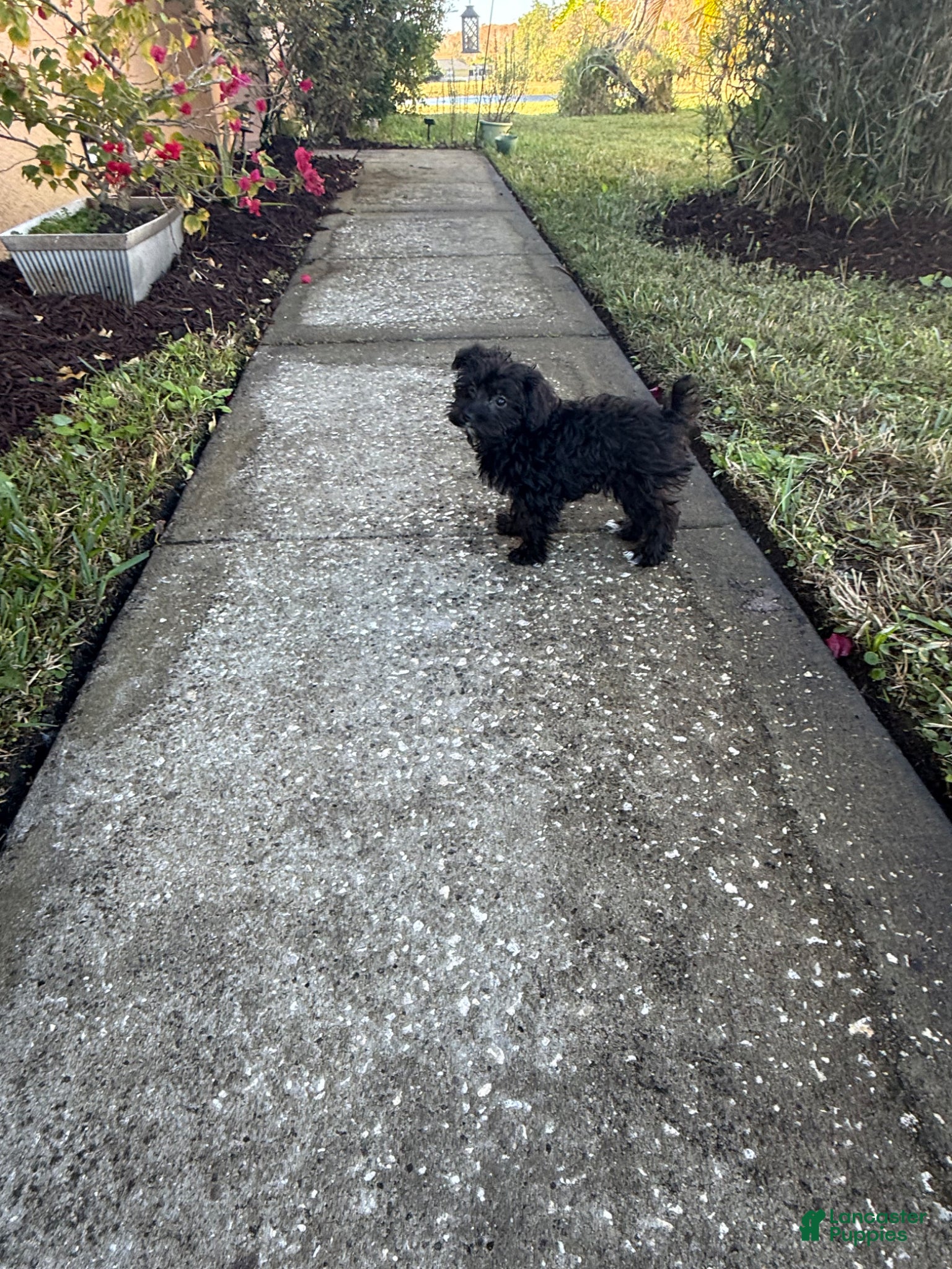 Yorkiepoo dogs Yorkiepoo Puppy 1 - Ad 4