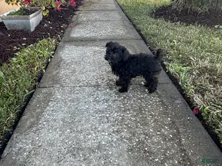 Yorkiepoo dogs Yorkiepoo Puppy 1 - Ad 8