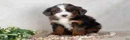 Bernedoodle dogs for sale: Sweety - Ad 4