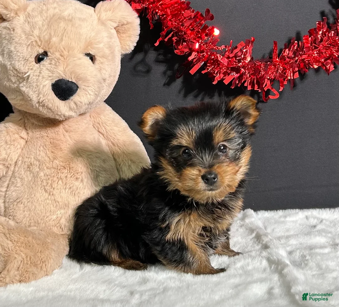 Yorkshire Terrier dogs for sale: Charlie - Ad 1