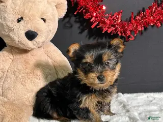 Yorkshire Terrier dogs Charlie - Ad 31