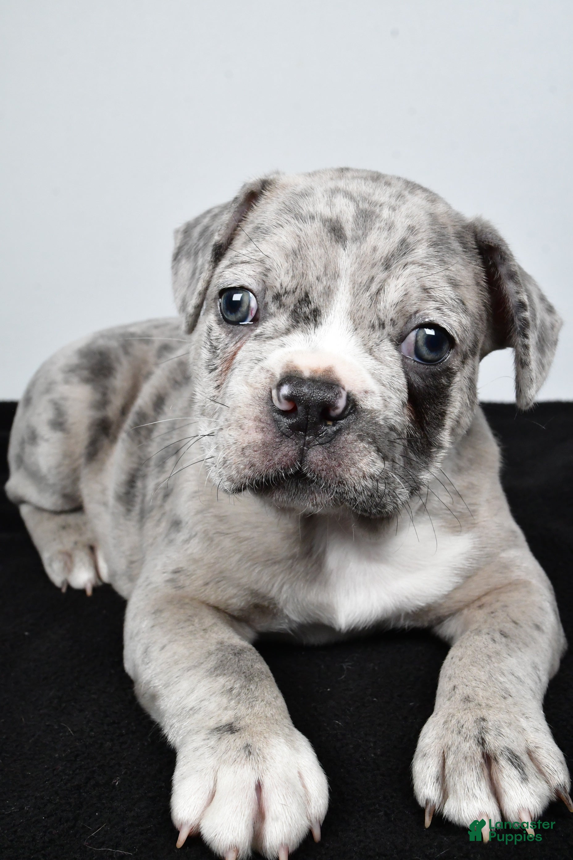 Frenchton dogs Toby  - Ad 1