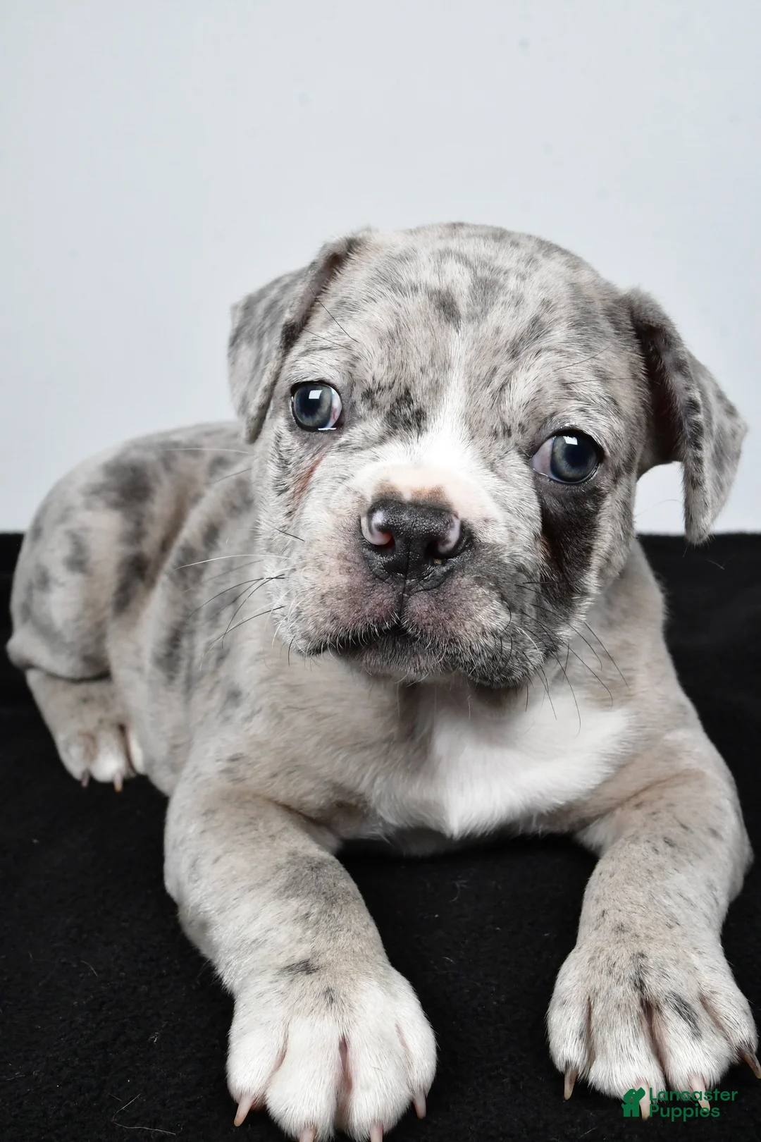 Frenchton dogs for sale: Toby  - Ad 1