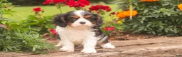 Cavalier King Charles Spaniel dogs for sale: Jerry - Ad 5