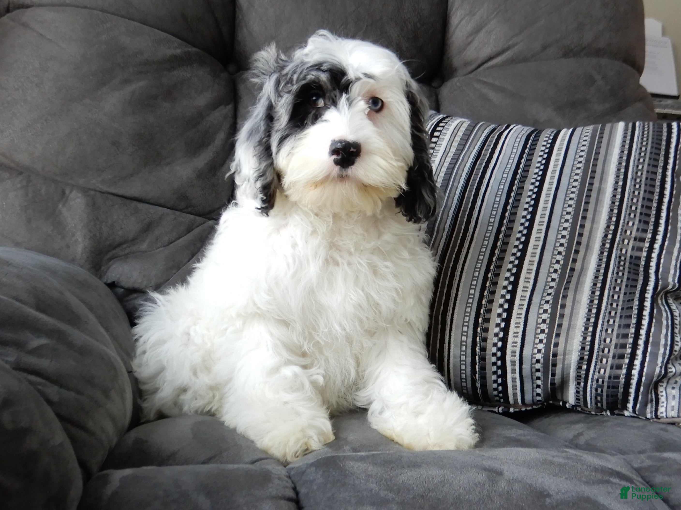 Cockapoo dogs Izzy - Ad 36