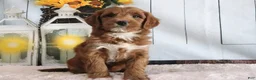 Mini Goldendoodle dogs for sale: Marla - Ad 3