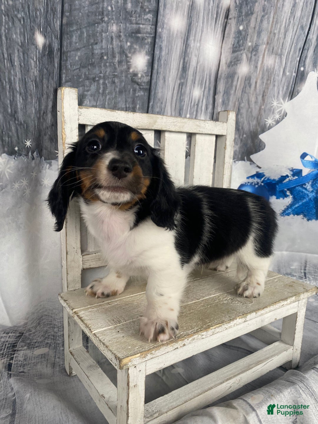 Miniature Dachshund dogs for sale: Benny - Ad 7