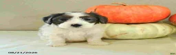 Mini Bernedoodle dogs for sale: Micah - Ad 4