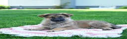 German Shepherd dogs for sale: Cola - Ad 5