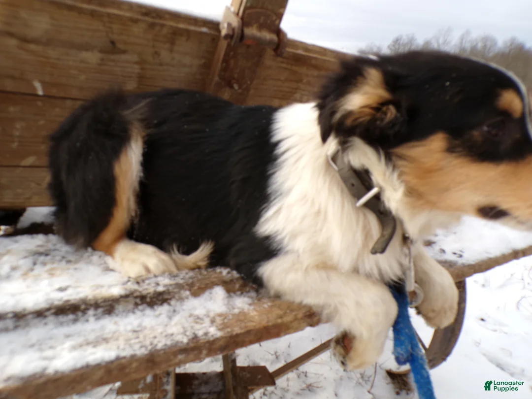 Mixed Breed dogs for sale: Mixed Breed Puppy 4 Skipper - Ad 3