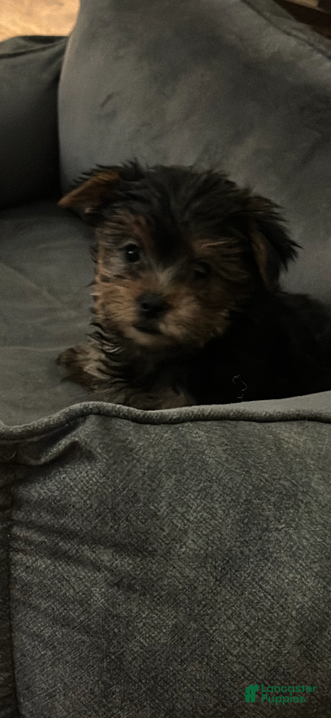 Yorkshire Terrier dogs for sale: Yorkshire Terrier Puppy female 2 - Ad 4