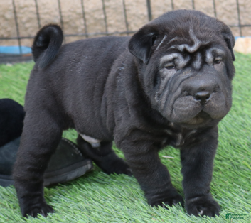Shar Pei dogs Princess - Ad 1